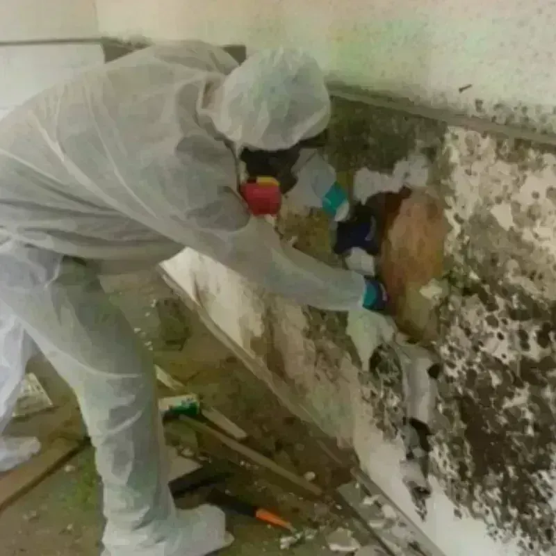 Mold Remediation and Removal in Winkler County, TX